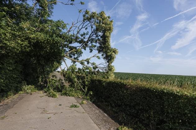 A fallen tree pictured in Huise, Kruisem, after last nights thunderstorm, Saturday 20 June 2026. Like many European countries, Belgium is experiencing an unusually hot spell for this time of year. The Belgian Royal Meteorological Institute (KMI) issued a code orange warning for heat and severe thunderstorms.  NICOLASxMAETERLINCK 178437217