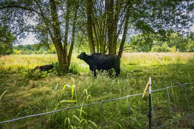 Berlin Reinickendorf; Fließtal. Wasserbüffel im Tegeler Fliess Fließtal - 20.06.2026 Berlin *** Berlin Reinickendorf Fließtal Water buffalo in the Tegeler Fliess Fließtal June 20, 2026 Berlin,detected_source_language