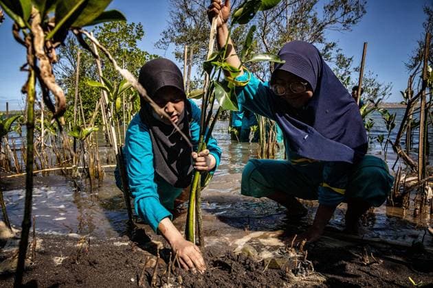 Aisyiyah University (UNISA) Yogyakarta Undertakes Mangrove Tree Planting Initiative BANTUL, INDONESIA JUNE 20, 2026: Over 500 students from Aisyiyah University in Yogyakarta joined forces to plant 1,500 mangrove seedlings along the Baros Hamlet coastline in Tirtohargo Village, Kapanewon Kretek, Bantul, Yogyakarta on Saturday afternoon, June 20, 2026. This activity forms part of the Green Fiqh program, a requirement for students enrolled in the Al-Islam and Muhammadiyah courses across three even-semester majors. Green Fiqh is rooted in an Islamic perspective that regards environmental stewardship as a fundamental religious obligation. Through these courses, UNISA Yogyakarta integrates Green Fiqh as a contemporary approach to inspire stud Copyright: x xEkoxSusantox xJNAxPressx