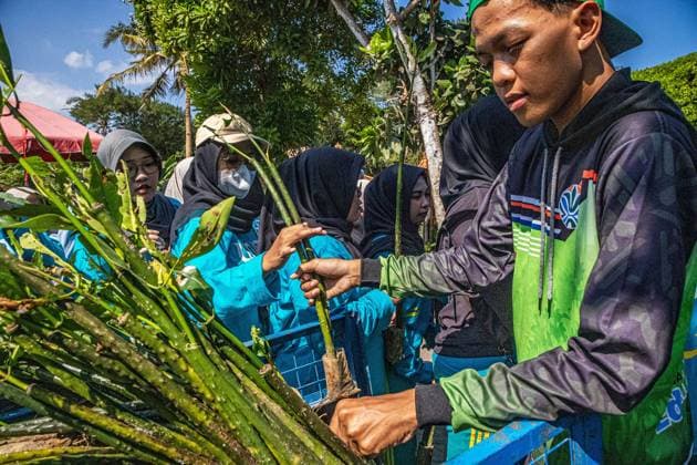 Aisyiyah University (UNISA) Yogyakarta Undertakes Mangrove Tree Planting Initiative BANTUL, INDONESIA JUNE 20, 2026: Over 500 students from Aisyiyah University in Yogyakarta joined forces to plant 1,500 mangrove seedlings along the Baros Hamlet coastline in Tirtohargo Village, Kapanewon Kretek, Bantul, Yogyakarta on Saturday afternoon, June 20, 2026. This activity forms part of the Green Fiqh program, a requirement for students enrolled in the Al-Islam and Muhammadiyah courses across three even-semester majors. Green Fiqh is rooted in an Islamic perspective that regards environmental stewardship as a fundamental religious obligation. Through these courses, UNISA Yogyakarta integrates Green Fiqh as a contemporary approach to inspire stud Copyright: x xEkoxSusantox xJNAxPressx