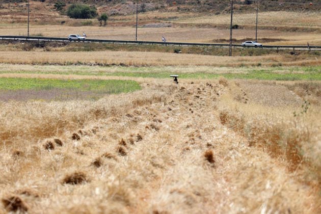 Wheat harvest in the West Bank RAMALLAH, WEST BANK, PALESTINE - JUNE 20: Palestinian farmers harvest wheat in the town of Sinjil, despite Israeli attacks on Palestinian-owned lands, in Ramallah, West Bank, Palestine on June 20, 2026. Farmers continue collecting their wheat crops from agricultural fields amid ongoing tensions in the area. Issam Rimawi Anadolu Ramallah West Bank. Editorial use only. Please get in touch for any other usage.  Copyright: x2026xAnadoluxIssamxRimawix