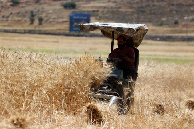 Wheat harvest in the West Bank RAMALLAH, WEST BANK, PALESTINE - JUNE 20: Palestinian farmers harvest wheat in the town of Sinjil, despite Israeli attacks on Palestinian-owned lands, in Ramallah, West Bank, Palestine on June 20, 2026. Farmers continue collecting their wheat crops from agricultural fields amid ongoing tensions in the area. Issam Rimawi Anadolu Ramallah West Bank. Editorial use only. Please get in touch for any other usage.  Copyright: x2026xAnadoluxIssamxRimawix