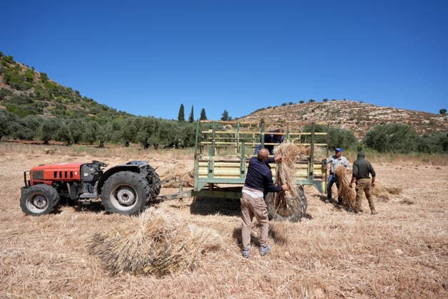 Wheat harvest in the West Bank RAMALLAH, WEST BANK, PALESTINE - JUNE 20: Palestinian farmers harvest wheat in the town of Sinjil, despite Israeli attacks on Palestinian-owned lands, in Ramallah, West Bank, Palestine on June 20, 2026. Farmers continue collecting their wheat crops from agricultural fields amid ongoing tensions in the area. Issam Rimawi Anadolu Ramallah West Bank. Editorial use only. Please get in touch for any other usage.  Copyright: x2026xAnadoluxIssamxRimawix