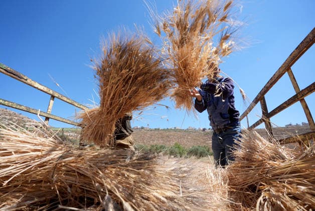 Wheat harvest in the West Bank RAMALLAH, WEST BANK, PALESTINE - JUNE 20: Palestinian farmers harvest wheat in the town of Sinjil, despite Israeli attacks on Palestinian-owned lands, in Ramallah, West Bank, Palestine on June 20, 2026. Farmers continue collecting their wheat crops from agricultural fields amid ongoing tensions in the area. Issam Rimawi Anadolu Ramallah West Bank. Editorial use only. Please get in touch for any other usage.  Copyright: x2026xAnadoluxIssamxRimawix