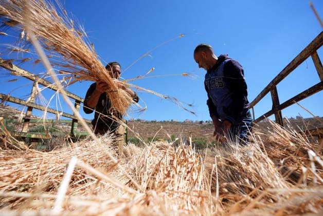 Wheat harvest in the West Bank RAMALLAH, WEST BANK, PALESTINE - JUNE 20: Palestinian farmers harvest wheat in the town of Sinjil, despite Israeli attacks on Palestinian-owned lands, in Ramallah, West Bank, Palestine on June 20, 2026. Farmers continue collecting their wheat crops from agricultural fields amid ongoing tensions in the area. Issam Rimawi Anadolu Ramallah West Bank. Editorial use only. Please get in touch for any other usage.  Copyright: x2026xAnadoluxIssamxRimawix