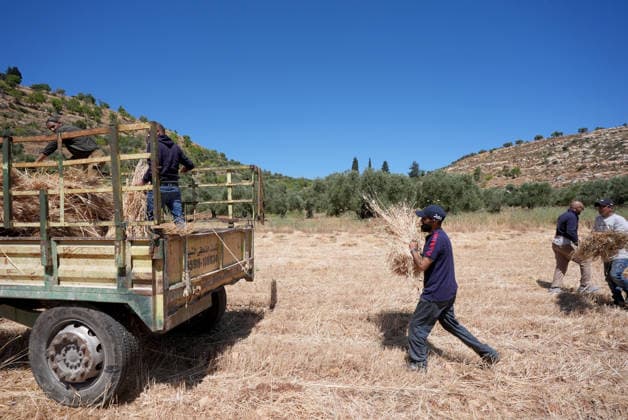 Wheat harvest in the West Bank RAMALLAH, WEST BANK, PALESTINE - JUNE 20: Palestinian farmers harvest wheat in the town of Sinjil, despite Israeli attacks on Palestinian-owned lands, in Ramallah, West Bank, Palestine on June 20, 2026. Farmers continue collecting their wheat crops from agricultural fields amid ongoing tensions in the area. Issam Rimawi Anadolu Ramallah West Bank. Editorial use only. Please get in touch for any other usage.  Copyright: x2026xAnadoluxIssamxRimawix