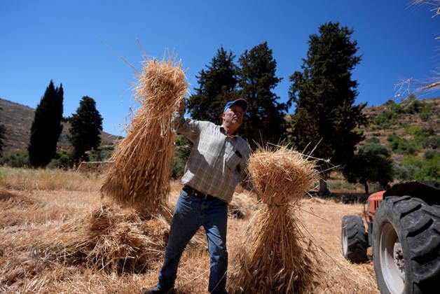 Wheat harvest in the West Bank RAMALLAH, WEST BANK, PALESTINE - JUNE 20: Palestinian farmers harvest wheat in the town of Sinjil, despite Israeli attacks on Palestinian-owned lands, in Ramallah, West Bank, Palestine on June 20, 2026. Farmers continue collecting their wheat crops from agricultural fields amid ongoing tensions in the area. Issam Rimawi Anadolu Ramallah West Bank. Editorial use only. Please get in touch for any other usage.  Copyright: x2026xAnadoluxIssamxRimawix