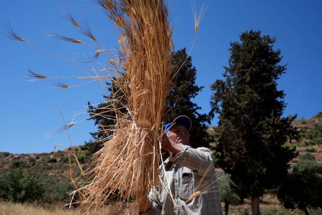 Wheat harvest in the West Bank RAMALLAH, WEST BANK, PALESTINE - JUNE 20: Palestinian farmers harvest wheat in the town of Sinjil, despite Israeli attacks on Palestinian-owned lands, in Ramallah, West Bank, Palestine on June 20, 2026. Farmers continue collecting their wheat crops from agricultural fields amid ongoing tensions in the area. Issam Rimawi Anadolu Ramallah West Bank. Editorial use only. Please get in touch for any other usage.  Copyright: x2026xAnadoluxIssamxRimawix