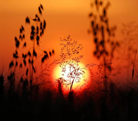 Sonnenuntergang am längsten Tag 20.06.2026 Sommersonnenwende verkürzt die Tage von 16.5 Stunden abwärts hier Sonnenuntergang auf einem Feld Pfungstadt Hessen Deutschland *** Sunset on the longest day, June 20, 2026. The summer solstice marks the point when the days begin to shorten, starting at 16.5 hours. Here, sunset over a field in Pfungstadt, Hesse, Germany.,detected_source_language
