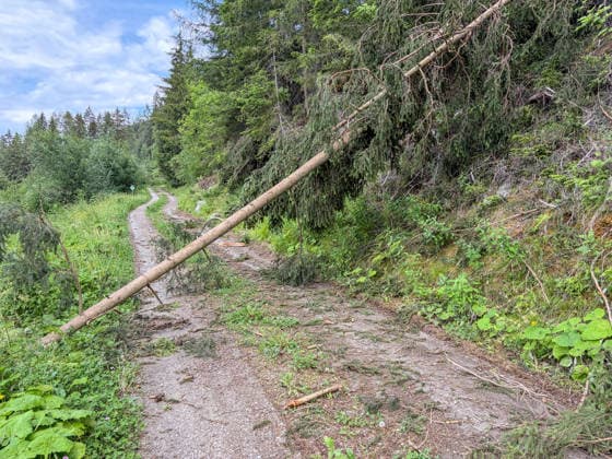 21.06.2026 Patscherkofel, Innsbruck, Tirol, Österreich Bild: gefällter Baum liegt über einem Wanderweg, Forstweg gefällte Bäume, umgestürzte Fichte über einem Weg, Waldrodung, Forstarbeit, Forst *** June 21, 2026 Patscherkofel, Innsbruck, Tyrol, Austria Photo of a felled tree lying across a hiking trail; felled trees on a forest road; a fallen spruce across a path; forest clearing; forestry work; forestry,detected_source_language