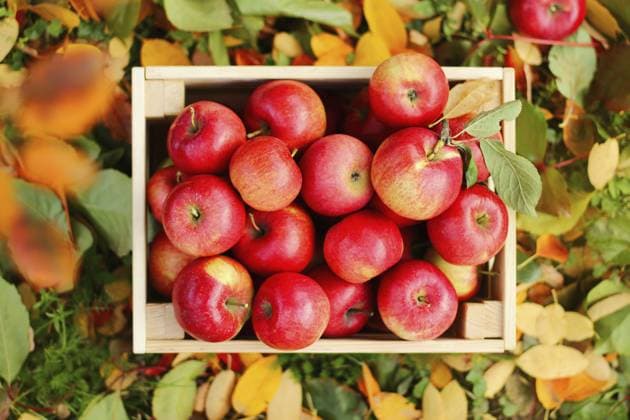Eine volle Kiste mit frischen roten Bio Äpfeln auf dem Boden im Herbstgarten. Das Konzept der Ernte. Draufsicht A full box of fresh red organic apples on the ground in autumn garden. The concept of harvesting. Top view Copyright: imageBROKER ElenaxEsich ibxiqx17884510.jpg