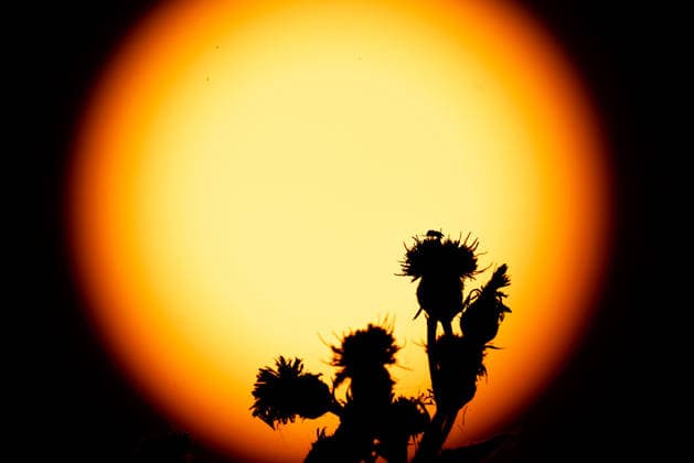 Sonnenaufgang Ein Insekt sitzt bei Sonnenaufgang auf der Blüte einer Pflanze. Frankfurt am Main Hessen Deutschland *** Sunrise An insect sits on the flower of a plant at sunrise Frankfurt am Main, Hesse, Germany,detected_source_language 2026-06-22_ffm_sonnenaufgang_06