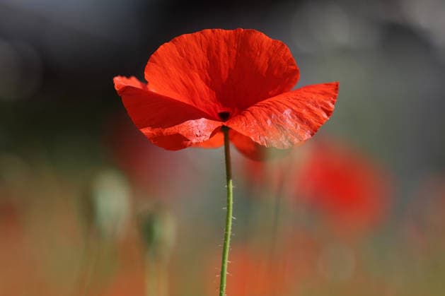 Ein wunderbarer Sommertag mit heissen (heißen) Temperaturen. Klatschmohn blueht (blüht) in Herzhausen im Sonnenlicht und leuchtet Rot. Sommer im Siegerland am 22.06.2026 in Netphen Deutschland. *** A wonderful summer day with scorching temperatures. Poppies are blooming in Herzhausen in the sunlight, glowing red. Summer in the Siegerland region on June 22, 2026, in Netphen, Germany.,detected_source_language