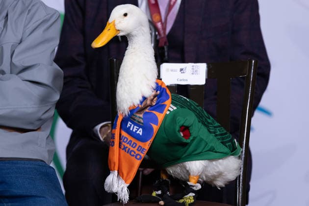 June 22, 2026, Mexico City, Mexico: Mexican President Claudia Sheinbaum Pardo held her daily morning press conference at the National Palace alongside Merlin, the duck that became a viral sensation during the 2026 FIFA World Cup, as well as its caretaker Karla Gomez and her sons, Christian and Carlos. Mexico City Mexico  - ZUMAl178 20260622_znp_l178_015 Copyright: xCristianxLeyvax