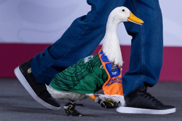 June 22, 2026, Mexico City, Mexico: Mexican President Claudia Sheinbaum Pardo held her daily morning press conference at the National Palace alongside Merlin, the duck that became a viral sensation during the 2026 FIFA World Cup, as well as its caretaker Karla Gomez and her sons, Christian and Carlos. Mexico City Mexico - ZUMAl178 20260622_znp_l178_021 Copyright: xCristianxLeyvax