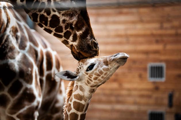 Giraffe calf born at Copenhagen Zoo Newborn giraffe calf in the stable with its mother at Copenhagen Zoo on Monday, June 22, 2026. The birth took place on Monday, June 22, in the morning. A giraffe is pregnant for about 15 months and gives birth to one calf, which at birth is nearly two meters tall and weighs 50-60 kilos. (Photo: Sebastian Elias Uth Ritzau Scanpix) , Denmark *** Giraffe Calf Born at Copenhagen Zoo A newborn giraffe calf in the stable with its mother at Copenhagen Zoo on Monday, June 22, 2026. The birth took place on Monday, June 22, in the morning. A giraffe is pregnant for about 15 months and gives birth to one calf, which at birth is nearly two meters tall and weighs 50–60 kilos. Photo by Sebastian Elias Uth, Ritzau Sc  Copyright: SebastianxEliasxUthx spdk20260622-165923-L