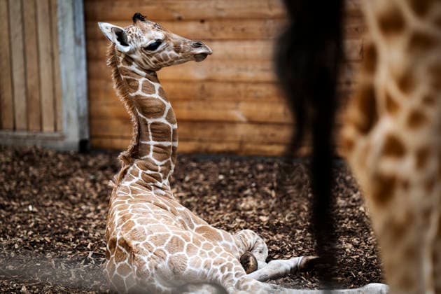 Giraffe calf born at Copenhagen Zoo Newborn giraffe calf in the stable with its mother at Copenhagen Zoo on Monday, June 22, 2026. The birth occurred on Monday, June 22 in the morning. A giraffe is pregnant for about 15 months and gives birth to one calf, which at birth is nearly two meters tall and weighs 50-60 kilograms. (Photo: Sebastian Elias Uth Ritzau Scanpix) , Denmark *** Giraffe Calf Born at Copenhagen Zoo A newborn giraffe calf in the stable with its mother at Copenhagen Zoo on Monday, June 22, 2026. The birth took place on Monday, June 22 in the morning. A giraffe is pregnant for about 15 months and gives birth to one calf, which at birth is nearly two meters tall and weighs 50–60 kilograms. Photo by Sebastian Elias Uth, Ritza  Copyright: SebastianxEliasxUthx spdk20260622-170031-L