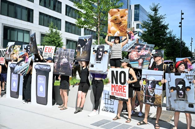 Animal rights activists demonstrate near EU Commission in Brussels for Welfare Reform BRUSSELS, BELGIUM - JUNE 22: Animal rights activists hold placards featuring images of farm animals and slogans like Stop Betraying Animals and Citizens and Farm Industry Out of EU Commission during a protest near the European Commission building in Brussels, Belgium on June 22, 2026. The group gathered to demand comprehensive animal welfare reforms and stricter regulations across the European Union. Dursun Aydemir Anadolu Brussels Belgium. Editorial use only. Please get in touch for any other usage.  Copyright: x2026xAnadoluxDursunxAydemirx