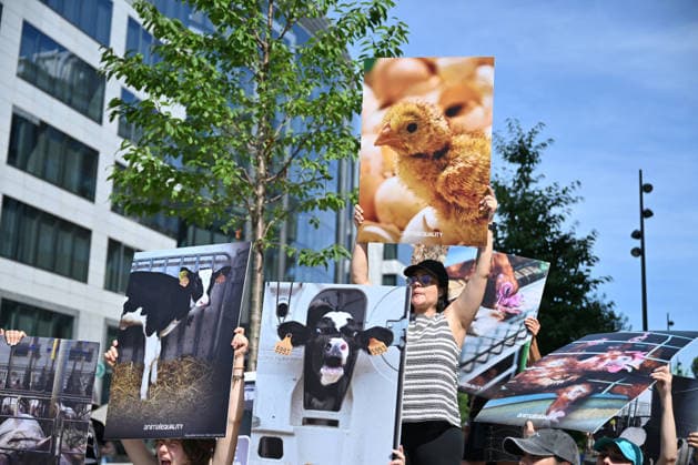 Animal rights activists demonstrate near EU Commission in Brussels for Welfare Reform BRUSSELS, BELGIUM - JUNE 22: Animal rights activists hold placards featuring images of farm animals and slogans like Stop Betraying Animals and Citizens and Farm Industry Out of EU Commission during a protest near the European Commission building in Brussels, Belgium on June 22, 2026. The group gathered to demand comprehensive animal welfare reforms and stricter regulations across the European Union. Dursun Aydemir Anadolu Brussels Belgium. Editorial use only. Please get in touch for any other usage.  Copyright: x2026xAnadoluxDursunxAydemirx