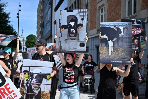 Animal rights activists demonstrate near EU Commission in Brussels for Welfare Reform BRUSSELS, BELGIUM - JUNE 22: Animal rights activists hold placards featuring images of farm animals and slogans like Stop Betraying Animals and Citizens and Farm Industry Out of EU Commission during a protest near the European Commission building in Brussels, Belgium on June 22, 2026. The group gathered to demand comprehensive animal welfare reforms and stricter regulations across the European Union. Dursun Aydemir Anadolu Brussels Belgium. Editorial use only. Please get in touch for any other usage.  Copyright: x2026xAnadoluxDursunxAydemirx