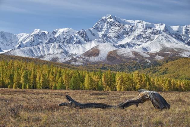 Herbstliche Hochlandlandschaft. Malerisches Treibholz steht im Vordergrund und Lärchenwald mit Schneebergen im Hintergrund. Herbst, die Bäume sind in herbstgelben Farben gefärbt. Altai, Sibirien, Russland Autumn highland landscape. Picturesque driftwood is on foreground and larch forest with snow mountains are on background. Autumn, trees are in fall yellow colors. Altai, Siberia, Russia Copyright: imageBROKER SergeyxPistyazhnyuk ibxiqx18023920.jpg