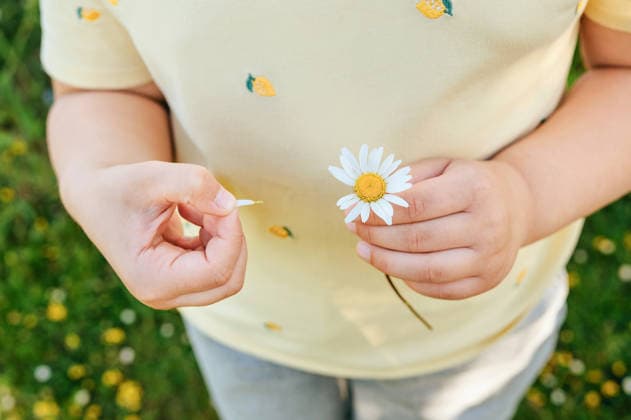 Child girl holding daisy flower in blooming meadow Corby, England, United Kingdom R_JNDO260622-2059621-01 ,model released, Symbolfoto