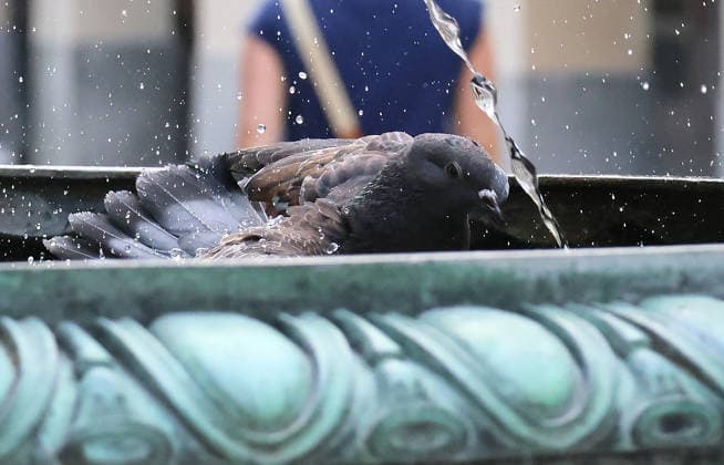 24.06.2026, Hitzewelle in Muenchen Stadt, im Bild: Erfrischung auch fuer die Tauben *** June 24, 2026, Heat wave in Munich; the photo shows a refreshing treat for the pigeons as well
