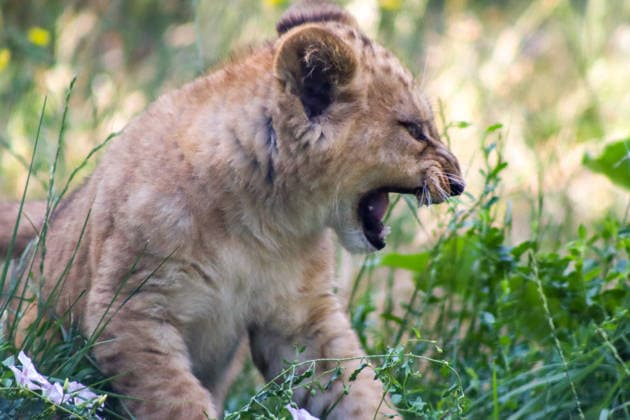 Accompanied by Asma, their four-year-old mother, the two lion cubs, Isis and Inaya, take their first steps at the Paris Zoological Park in France on June 24, 2026. these two two-month-old lionesses embody hope for the conservation of Northern Lions. They are the first lion cubs born here since 2016 at this zoo, which is part of the National Museum of Natural History in Paris. Enzo Hingant Bertrand Bestimage Accompanied by their four-year-old mother, Asma, two lion cubs—Isis and Inaya—take their first steps at the Paris Zoological Park in France on June 24, 2026. These two two-month-old lionesses embody hope for the conservation of North African lions. They are the first lion cubs to be born at this zoo—part of the National Museum of Natura  Copyright: xEnzoxHingant-Bertrandx xBestimagexEnzoxHingant-Bertrandx xBestimagex