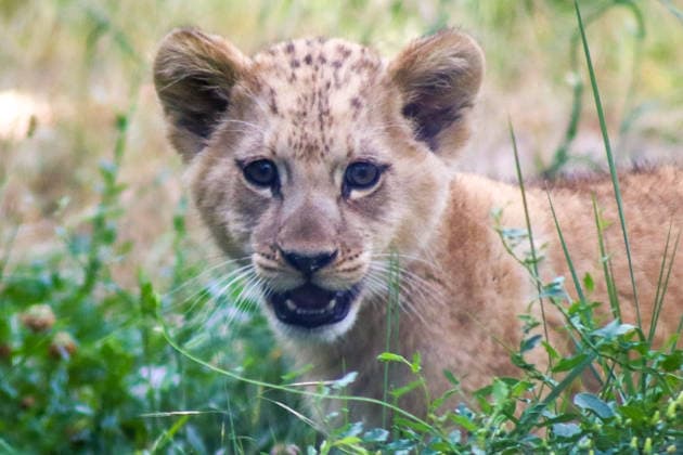 Accompanied by Asma, their four-year-old mother, the two lion cubs, Isis and Inaya, take their first steps at the Paris Zoological Park in France on June 24, 2026. these two two-month-old lionesses embody hope for the conservation of Northern Lions. They are the first lion cubs born here since 2016 at this zoo, which is part of the National Museum of Natural History in Paris. Enzo Hingant Bertrand Bestimage Accompanied by their four-year-old mother, Asma, two lion cubs—Isis and Inaya—take their first steps at the Paris Zoological Park in France on June 24, 2026. These two two-month-old lionesses embody hope for the conservation of North African lions. They are the first lion cubs to be born at this zoo—part of the National Museum of Natura  Copyright: xEnzoxHingant-Bertrandx xBestimagexEnzoxHingant-Bertrandx xBestimagex