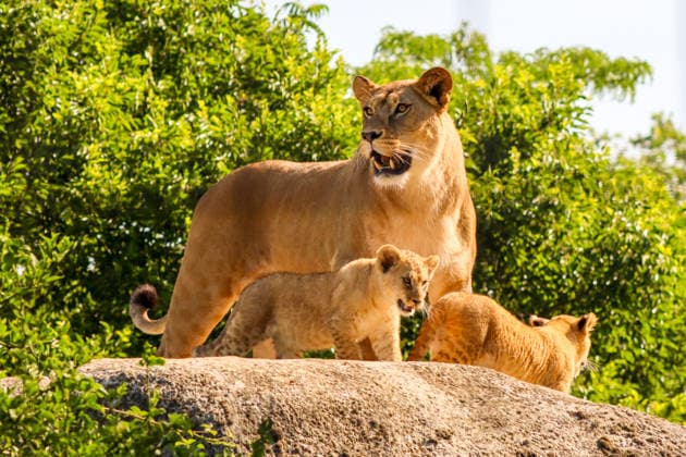 Accompanied by Asma, their four-year-old mother, the two lion cubs, Isis and Inaya, take their first steps at the Paris Zoological Park in France on June 24, 2026. these two two-month-old lionesses embody hope for the conservation of Northern Lions. They are the first lion cubs born here since 2016 at this zoo, which is part of the National Museum of Natural History in Paris. Enzo Hingant Bertrand Bestimage Accompanied by their four-year-old mother, Asma, two lion cubs—Isis and Inaya—take their first steps at the Paris Zoological Park in France on June 24, 2026. These two two-month-old lionesses embody hope for the conservation of North African lions. They are the first lion cubs to be born at this zoo—part of the National Museum of Natura  Copyright: xEnzoxHingant-Bertrandx xBestimagexEnzoxHingant-Bertrandx xBestimagex