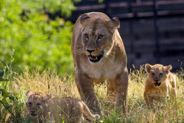 Accompanied by Asma, their four-year-old mother, the two lion cubs, Isis and Inaya, take their first steps at the Paris Zoological Park in France on June 24, 2026. these two two-month-old lionesses embody hope for the conservation of Northern Lions. They are the first lion cubs born here since 2016 at this zoo, which is part of the National Museum of Natural History in Paris. Enzo Hingant Bertrand Bestimage Accompanied by their four-year-old mother, Asma, two lion cubs—Isis and Inaya—take their first steps at the Paris Zoological Park in France on June 24, 2026. These two two-month-old lionesses embody hope for the conservation of North African lions. They are the first lion cubs to be born at this zoo—part of the National Museum of Natura  Copyright: xEnzoxHingant-Bertrandx xBestimagexEnzoxHingant-Bertrandx xBestimagex