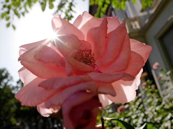 Sommerimpressionen 24.06.2026 Sommertag in Darmstadt hier blühende Rose mit Sonnensternchen bei 35 Grad Darmstadt Hessen Deutschland *** Summer Impressions June 24, 2026 A summer day in Darmstadt: a rose in bloom with little sun-shaped blossoms at 35 degrees in Darmstadt, Hesse, Germany