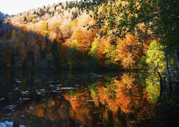 Luftaufnahme, farbenfrohe Baumtexturen im Herbst im Freien, Landschaftspanoramen, Reihen herbstlicher Bäume auf einem Hügel mit blauem Himmelshintergrund an sonnigen Tagen. BATETI.Georgia Aerial view colorful tree textures in autumn outdoors, Landscape panorama rows of fall trees on hill with blue sky background in sunny day.Bateti.Georgia Copyright: imageBROKER EvaldasxMikoliunas ibxemi17136642.jpg
