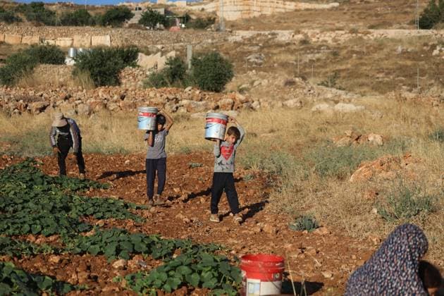 Palestinians Harvest Snake Cucumbers Near Hebron HEBRON, WEST BANK JUNE 25, 2026: Palestinian farmers harvest snake cucumbers (faqous) in the village of Qalqas, south of Hebron in the occupied West Bank. Snake cucumber is a traditional summer crop widely cultivated in the region and sold in local markets. HEBRON Palestine, State of Copyright: x xMosabxshawerx xJNAxPressx