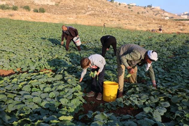 Palestinians Harvest Snake Cucumbers Near Hebron HEBRON, WEST BANK JUNE 25, 2026: Palestinian farmers harvest snake cucumbers (faqous) in the village of Qalqas, south of Hebron in the occupied West Bank. Snake cucumber is a traditional summer crop widely cultivated in the region and sold in local markets. HEBRON Palestine, State of Copyright: x xMosabxshawerx xJNAxPressx