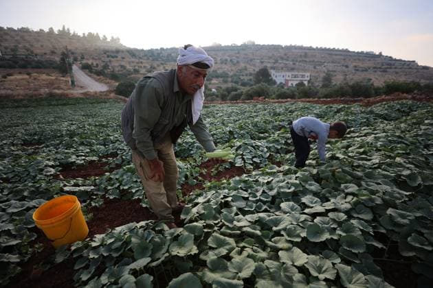 Palestinians Harvest Snake Cucumbers Near Hebron HEBRON, WEST BANK JUNE 25, 2026: Palestinian farmers harvest snake cucumbers (faqous) in the village of Qalqas, south of Hebron in the occupied West Bank. Snake cucumber is a traditional summer crop widely cultivated in the region and sold in local markets. HEBRON Palestine, State of Copyright: x xMosabxshawerx xJNAxPressx