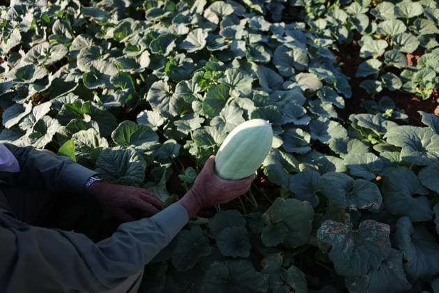 Palestinians Harvest Snake Cucumbers Near Hebron HEBRON, WEST BANK JUNE 25, 2026: Palestinian farmers harvest snake cucumbers (faqous) in the village of Qalqas, south of Hebron in the occupied West Bank. Snake cucumber is a traditional summer crop widely cultivated in the region and sold in local markets. HEBRON Palestine, State of Copyright: x xMosabxshawerx xJNAxPressx