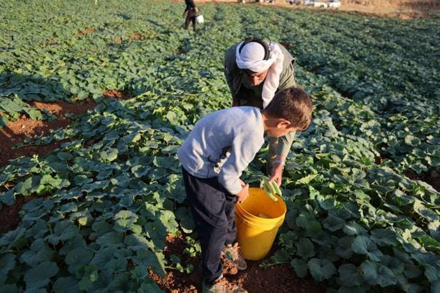 Palestinians Harvest Snake Cucumbers Near Hebron HEBRON, WEST BANK JUNE 25, 2026: Palestinian farmers harvest snake cucumbers (faqous) in the village of Qalqas, south of Hebron in the occupied West Bank. Snake cucumber is a traditional summer crop widely cultivated in the region and sold in local markets. HEBRON Palestine, State of Copyright: x xMosabxshawerx xJNAxPressx