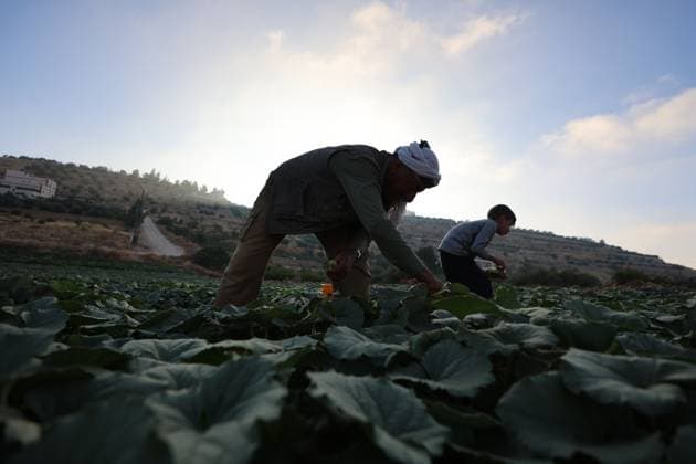 Palestinians Harvest Snake Cucumbers Near Hebron HEBRON, WEST BANK JUNE 25, 2026: Palestinian farmers harvest snake cucumbers (faqous) in the village of Qalqas, south of Hebron in the occupied West Bank. Snake cucumber is a traditional summer crop widely cultivated in the region and sold in local markets. HEBRON Palestine, State of Copyright: x xMosabxshawerx xJNAxPressx