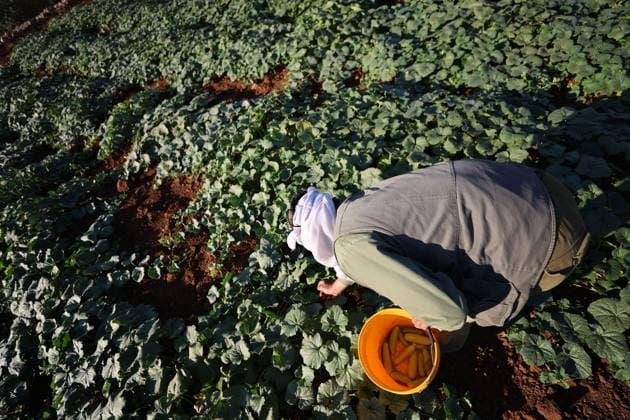 Palestinians Harvest Snake Cucumbers Near Hebron HEBRON, WEST BANK JUNE 25, 2026: Palestinian farmers harvest snake cucumbers (faqous) in the village of Qalqas, south of Hebron in the occupied West Bank. Snake cucumber is a traditional summer crop widely cultivated in the region and sold in local markets. HEBRON Palestine, State of Copyright: x xMosabxshawerx xJNAxPressx