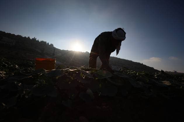Palestinians Harvest Snake Cucumbers Near Hebron HEBRON, WEST BANK JUNE 25, 2026: Palestinian farmers harvest snake cucumbers (faqous) in the village of Qalqas, south of Hebron in the occupied West Bank. Snake cucumber is a traditional summer crop widely cultivated in the region and sold in local markets. HEBRON Palestine, State of Copyright: x xMosabxshawerx xJNAxPressx