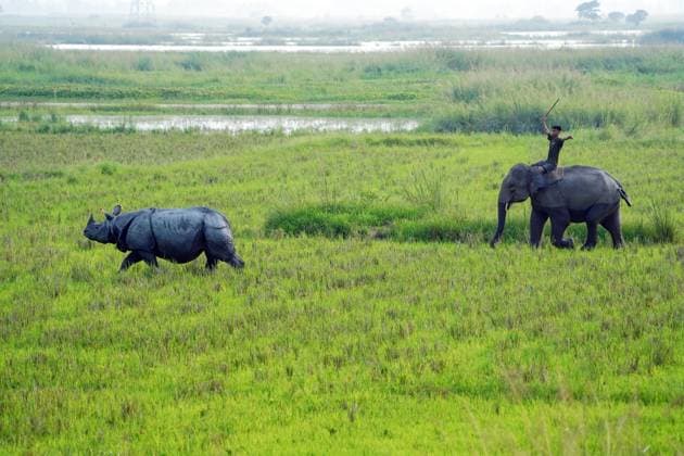 Pobitora Wildlife Sanctuary in Morigaon Morigaon Assam , Jun 25 (ANI): A mahout on an elephant guides and brings back the rhino as the latter went out of its zone to search for food at Pobitora Wildlife Sanctuary, in Morigaon on Wednesday. Morigaon Assam India Copyright: xANIx ANI_20260625002