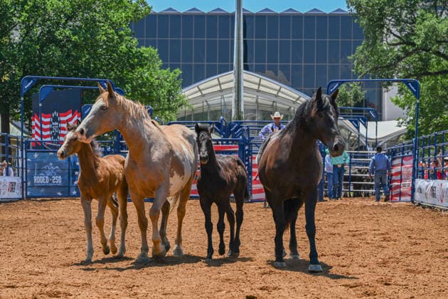June 25, 2026, Washington, District Of Columbia, United States: Horses walks through the grounds of the Great American State Fair on the National Mall in Washington, D.C., before participating in a rodeo demonstration during the Freedom 250 kickoff celebration. The event marks the launch of the White House-led initiative commemorating the upcoming 250th anniversary of the United States. Washington United States - ZUMAk206 20260625_znp_k206_007 Copyright: xMattxKaminskyx