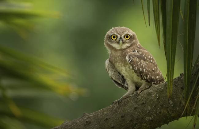 Ein Fleckeneule (Athene brama) saß auf einem Ast, Sreepur, Gazipur, Bangladesch A Spotted Owlet (Athene brama) perched on a tree branch, Sreepur, Gazipur, Bangladesh Copyright: imageBROKER MojahidxMottakin ibxmmo18094613.jpg
