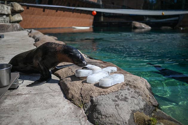 African heatwave reaches Poland WROCLAW, POLAND - JUNE 26: A seal enjoys a fish ice-cream prepared by the zookeepers during a heatwave at the Wroclaw Zoo in Wroclaw, Poland on June 26, 2026. An African heatwave that has been all over Europe is now reaching Poland. Coming days is expected temperatures to reach 40 Celsius degrees in several parts of the country. Omar Marques Anadolu Wroclaw Poland. Editorial use only. Please get in touch for any other usage.  Copyright: x2026xAnadoluxOmarxMarquesx