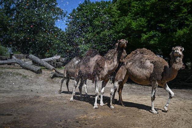 African heatwave reaches Poland WROCLAW, POLAND - JUNE 26: A zookeeper refreshes the camels during a heatwave at the Wroclaw Zoo in Wroclaw, Poland on June 26, 2026. An African heatwave that has been all over Europe is now reaching Poland. Coming days is expected temperatures to reach 40 Celsius degrees in several parts of the country. Omar Marques Anadolu Wroclaw Poland. Editorial use only. Please get in touch for any other usage.  Copyright: x2026xAnadoluxOmarxMarquesx