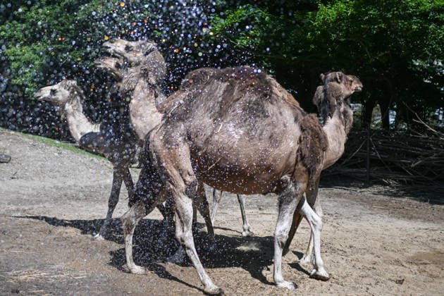 African heatwave reaches Poland WROCLAW, POLAND - JUNE 26: A zookeeper refreshes the camels during a heatwave at the Wroclaw Zoo in Wroclaw, Poland on June 26, 2026. An African heatwave that has been all over Europe is now reaching Poland. Coming days is expected temperatures to reach 40 Celsius degrees in several parts of the country. Omar Marques Anadolu Wroclaw Poland. Editorial use only. Please get in touch for any other usage.  Copyright: x2026xAnadoluxOmarxMarquesx
