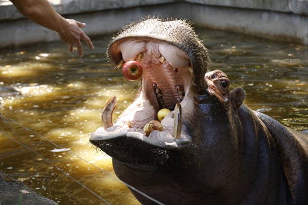 Zoo animals receive frozen treats during Rome heatwave ROME, ITALY - JUNE 26: Zookeepers give frozen treats to animals to help them beat the heat during heatwave at Bioparco Zoo in Rome, Italy on June 26, 2026. Claudia Chieppa Anadolu Rome Italy. Editorial use only. Please get in touch for any other usage.  Copyright: x2026xAnadoluxClaudiaxChieppax