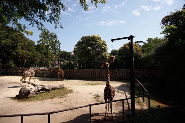 Zoo animals receive frozen treats during Rome heatwave ROME, ITALY - JUNE 26: Zookeepers give frozen treats to animals to help them beat the heat during heatwave at Bioparco Zoo in Rome, Italy on June 26, 2026. Claudia Chieppa Anadolu Rome Italy. Editorial use only. Please get in touch for any other usage.  Copyright: x2026xAnadoluxClaudiaxChieppax
