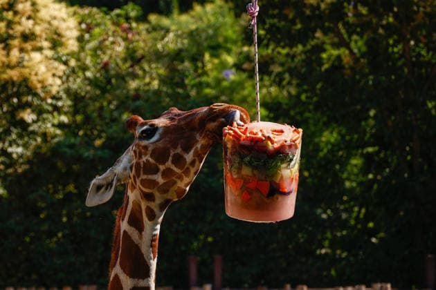Zoo animals receive frozen treats during Rome heatwave ROME, ITALY - JUNE 26: Giraffe eats frozen treats as zookeepers give them to beat the heat during heatwave at Bioparco Zoo in Rome, Italy on June 26, 2026. Claudia Chieppa Anadolu Rome Italy. Editorial use only. Please get in touch for any other usage.  Copyright: x2026xAnadoluxClaudiaxChieppax